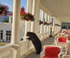 The Omni's sprawling porch is a favourite spot for vacationers to lounge around and enjoy the view. A picture of the porch went viral online when a wi